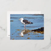水素晴らしに黒い背中のカモメ 箔シーズンポストカード (正面/裏面)