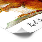 水絵を描色野生生物芸術の赤リス フォトプリント (角)