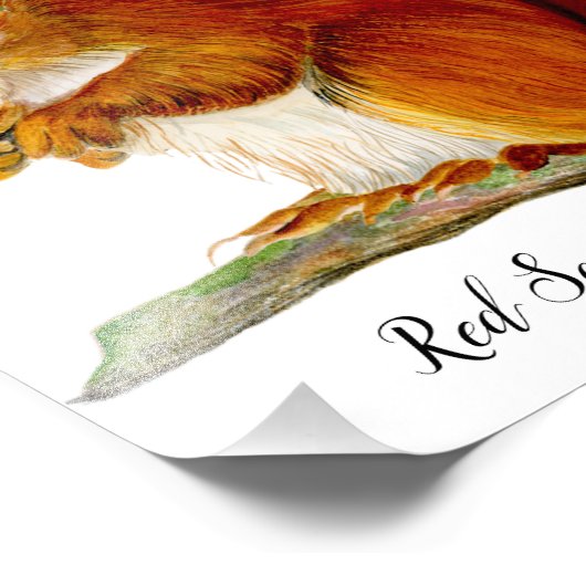 水絵を描色野生生物芸術の赤リス フォトプリント (角)