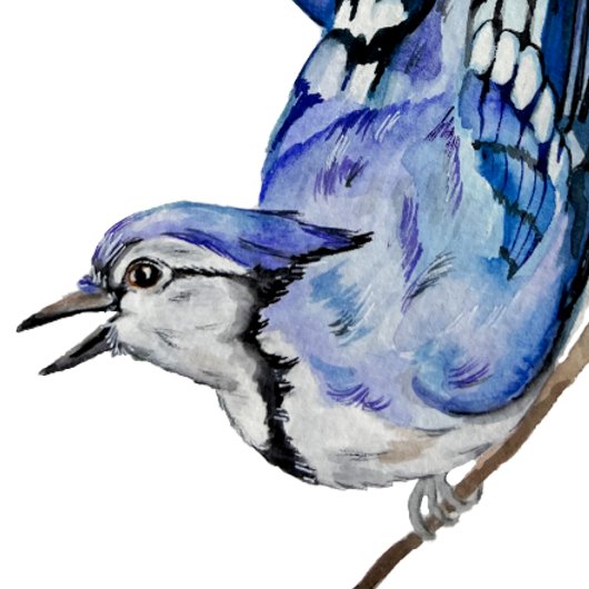 水色のウッドランドの鳥のブルージェイ トートバッグ