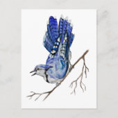 水色のウッドランドの鳥のブルージェイ ポストカード (正面)