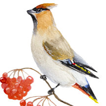 水色の森の鳥の放浪