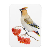 水色の森の鳥の放浪