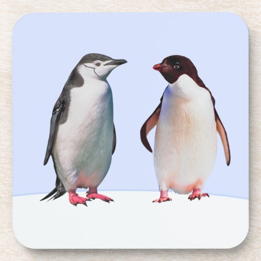 水色の背景の美しいペンギンのつがい コースター (正面)