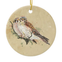 水色アメリカンケストレル、《鳥》ハヤブサ鳥カップル