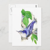 水色ホワイトブレストヌサッチ – 鳥 ポストカード (正面/裏面)