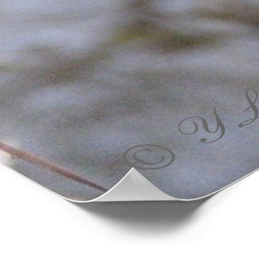 水蛇 ポスター (角)