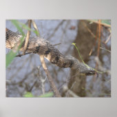 水蛇 ポスター (正面)