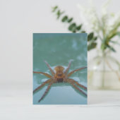 水蜘蛛 ポストカード (スタンド正面)