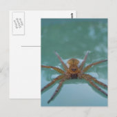 水蜘蛛 ポストカード (正面/裏面)