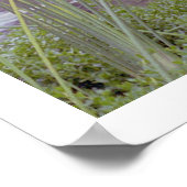 水辺でサンタ・バーバラ（ポスター） ポスター (角)