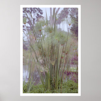 水辺でサンタ・バーバラ（ポスター） ポスター