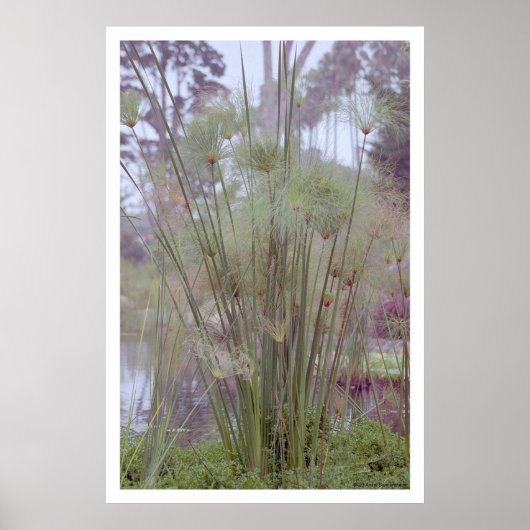 水辺でサンタ・バーバラ（ポスター） ポスター (正面)