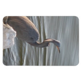 水辺のアオサギ マグネット (横)