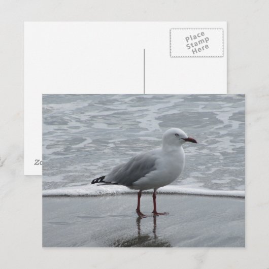 水辺のカモメ ポストカード (正面/裏面)