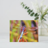 水辺のスミミドリトンボ ポストカード (スタンド正面)