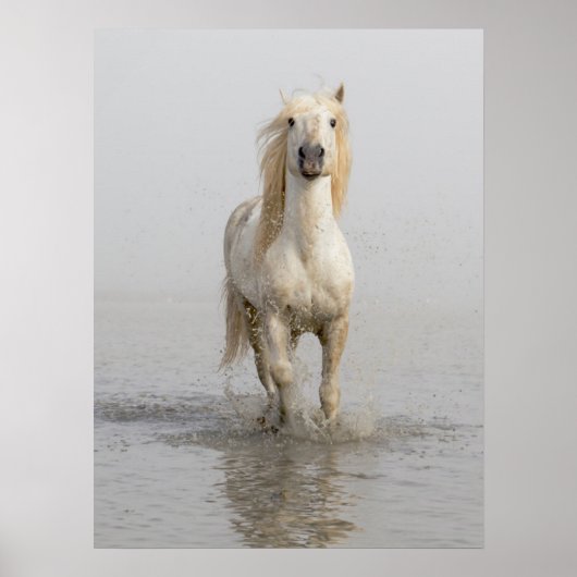 水辺を走るカマルグ馬 ポスター (正面)