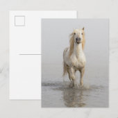 水辺を走るカマルグ馬 ポストカード (正面/裏面)