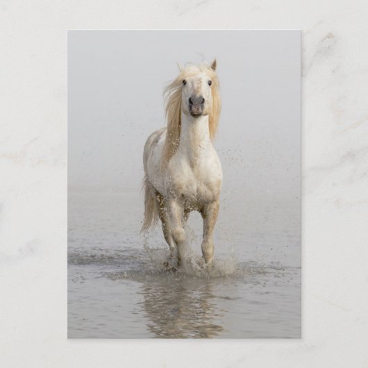 水辺を走るカマルグ馬 ポストカード (正面)
