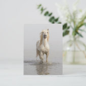 水辺を走るカマルグ馬 ポストカード (スタンド正面)