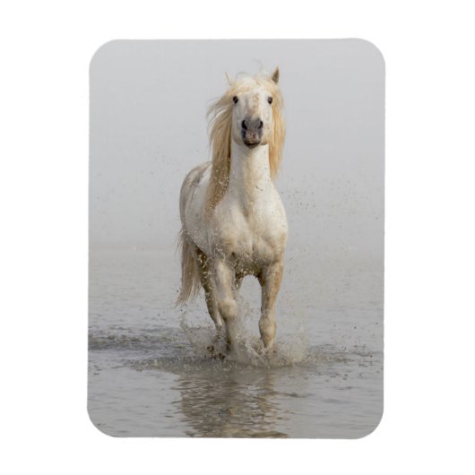 水辺を走るカマルグ馬 マグネット (縦)
