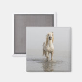 水辺を走るカマルグ馬 マグネット (正面/裏面)