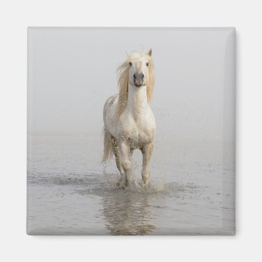 水辺を走るカマルグ馬 マグネット (正面)