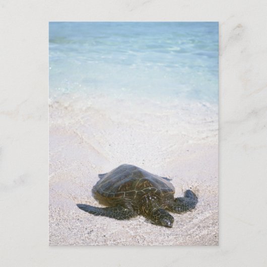 水辺 ポストカード (正面)