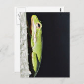 水陸両用カエルのカエルを壁に ポストカード (正面/裏面)