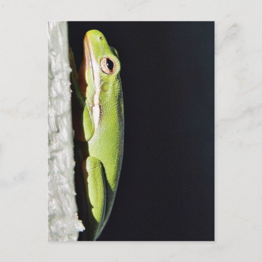 水陸両用カエルのカエルを壁に ポストカード (正面)