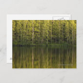 水面に映る木 ポストカード (正面/裏面)