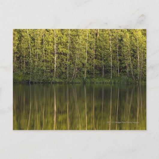 水面に映る木 ポストカード (正面)