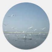 水面を優雅に舞うコウテン 自然のバレエ ラウンドシール (正面)