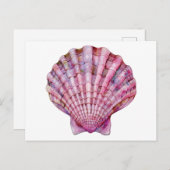 水鮮やか色ピンクの貝殻イラストレーション ポストカード (正面/裏面)