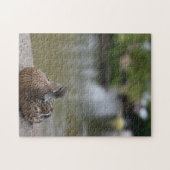 水鳥によるアヒルの自然撮影 ジグソーパズル (横)