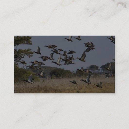 水鳥の群はChincoteaguで沼地から飛びます 名刺 (裏面)