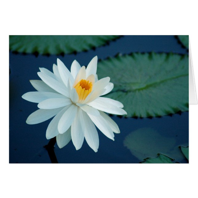 水Lillyカード (正面横)