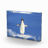 氷おもしろい写真のペンギン フォトブロック (右)