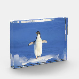 氷おもしろい写真のペンギン フォトブロック