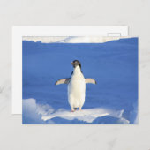 氷おもしろい写真のペンギン ポストカード (正面/裏面)