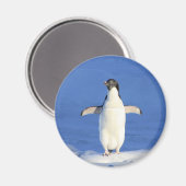 氷おもしろい写真のペンギン マグネット (正面/裏面)
