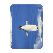 氷おもしろい写真のペンギン マグネット (縦)