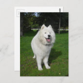 氷くま… ポストカード (正面/裏面)