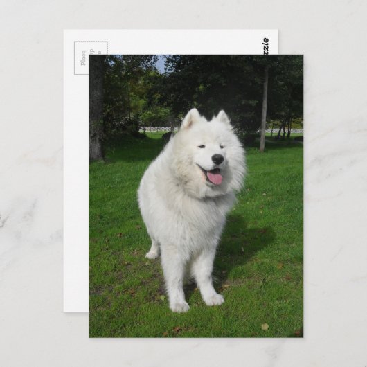 氷くま… ポストカード (正面/裏面)