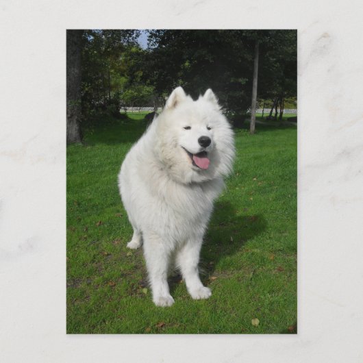 氷くま… ポストカード (正面)