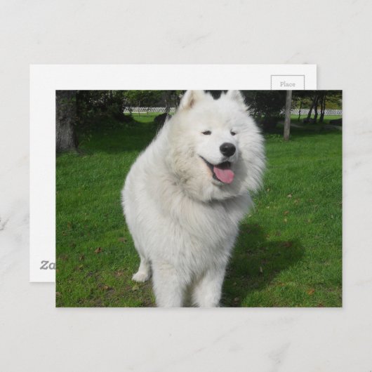 氷くま… ポストカード (正面/裏面)