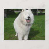 氷くま… ポストカード (正面)