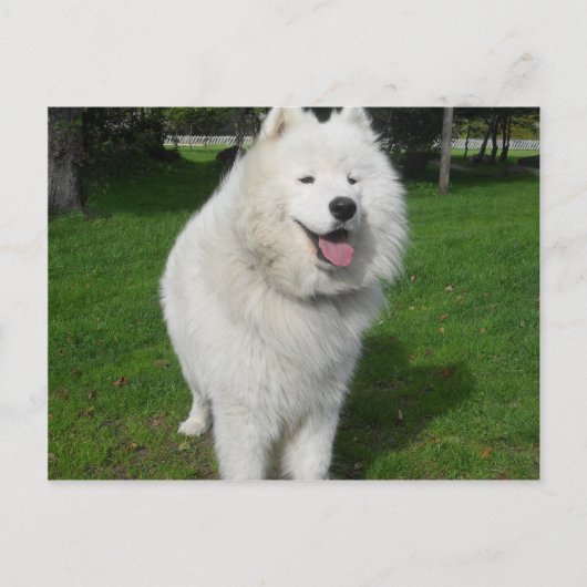 氷くま… ポストカード (正面)