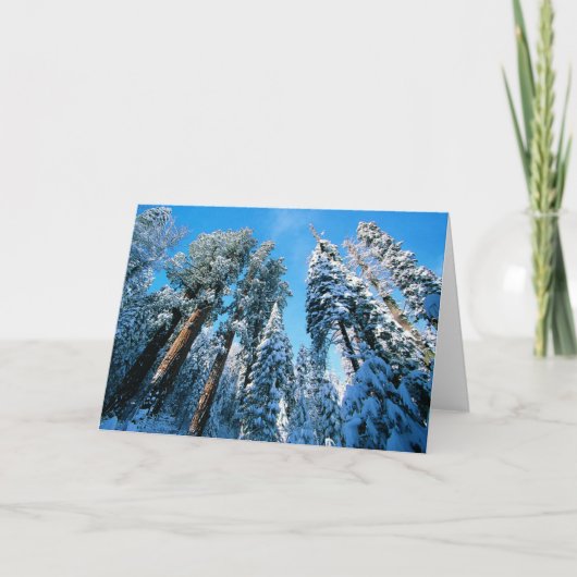 氷と雪 |セコイア国立公園，カリフォルニア カード (正面)
