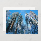 氷と雪 |セコイア国立公園，カリフォルニア ポストカード (正面/裏面)